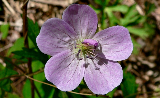 {Geranium maculatum}